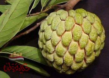 فاكهة القشطة