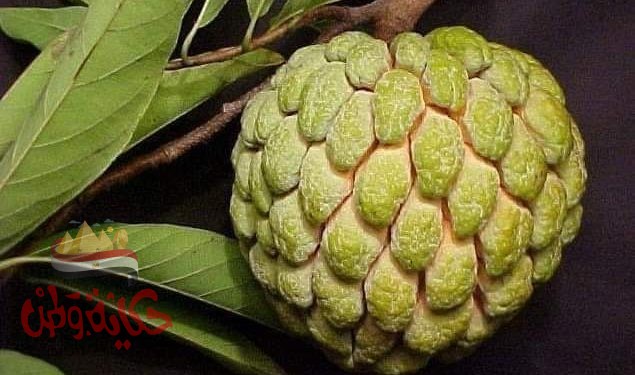 فاكهة القشطة