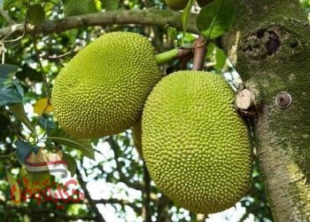 فاكهه الجاك فروت