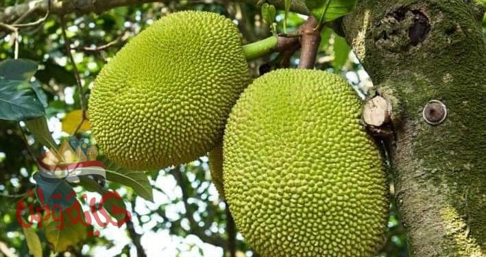 فاكهه الجاك فروت