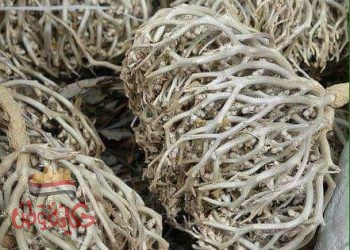 فوائد عشبة كف مريم .. 