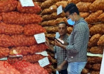 فحص 109051 طن تقاوي بطاطس محلى لزراعتها الموسم الجديد