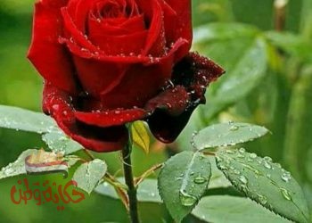 ثقافة الإعتذار والتسامح