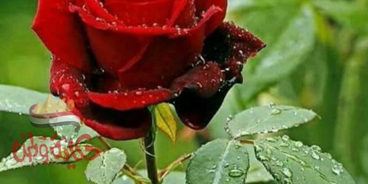 ثقافة الإعتذار والتسامح