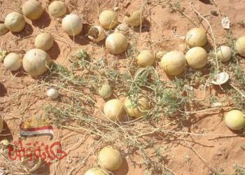 فوائد الحنظل