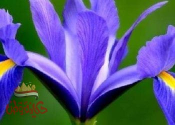 زهرة السوسن