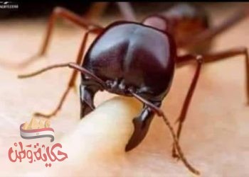 إذا قرصتك نملة لا تقتلها بل أشكرها