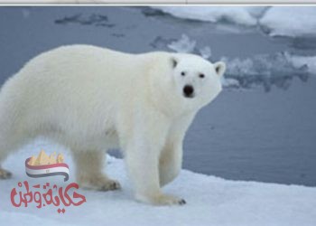 الدبه قتلت صاحبها حبا أم كرها ؟