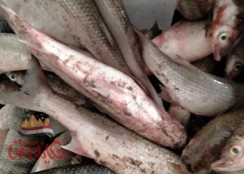 إعدام أكثر من نصف طن أغذية فاسدة وغلق ٤ منشأت بدون ترخيص بأولاد صقر والصالحية الجديدة