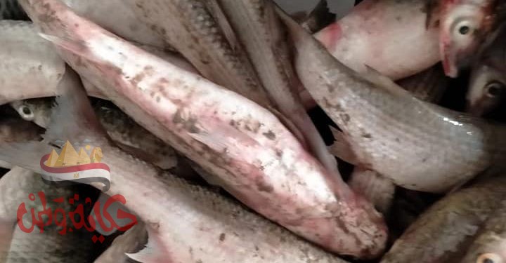 إعدام أكثر من نصف طن أغذية فاسدة وغلق ٤ منشأت بدون ترخيص بأولاد صقر والصالحية الجديدة