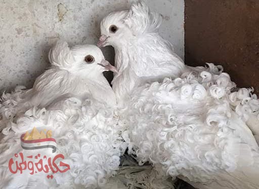 ماهو الحمام الكيرلى