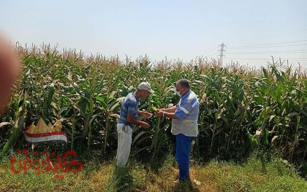 محافظ أسيوط : متابعة مستمرة لخطة تطوير مزارع الثروة الحيوانية