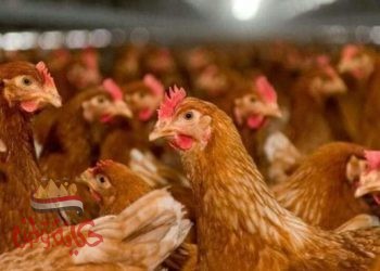أسعار الدواجن والطيور بالأسواق اليوم