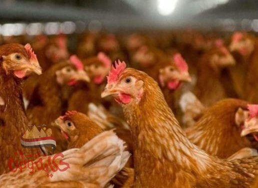 أسعار الدواجن والطيور بالأسواق اليوم