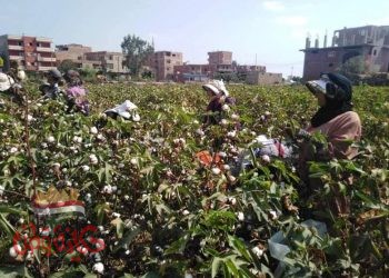 أزمة تهدد محصول القطن والمزارعين تستغيث بالمسؤولين