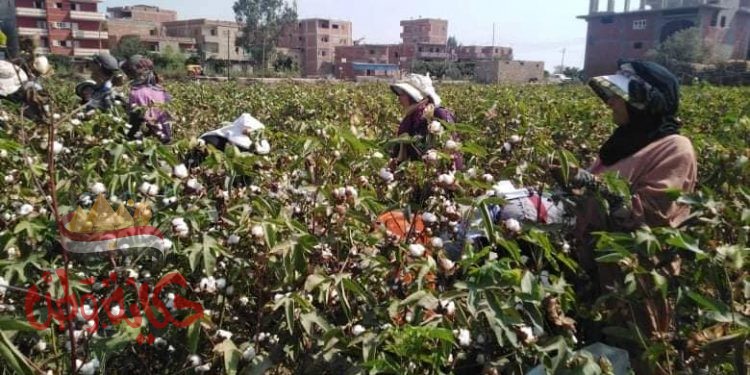 أزمة تهدد محصول القطن والمزارعين تستغيث بالمسؤولين