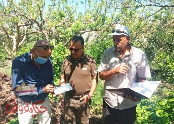 لجان مكثفة من الادارة المركزية لمكافحة الافات للمرور على مصايد ذبابة الفاكهة بالبحيرة