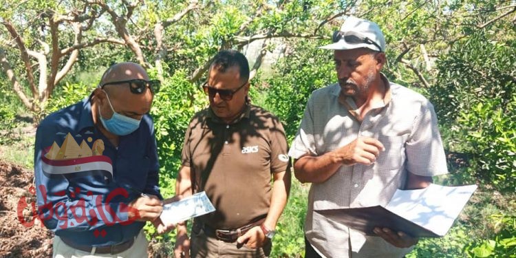 لجان مكثفة من الادارة المركزية لمكافحة الافات للمرور على مصايد ذبابة الفاكهة بالبحيرة