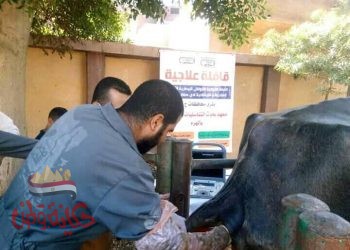 الزراعة : 6 قوافل بيطرية لعلاج وتحصين المواشي  بمحافظة القليوبية