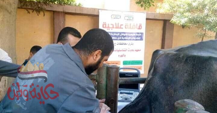 الزراعة : 6 قوافل بيطرية لعلاج وتحصين المواشي بمحافظة القليوبية