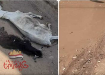 مياه الأمطار تصعق الحيوانات في محافظة قنا والأهالي يستغيثون