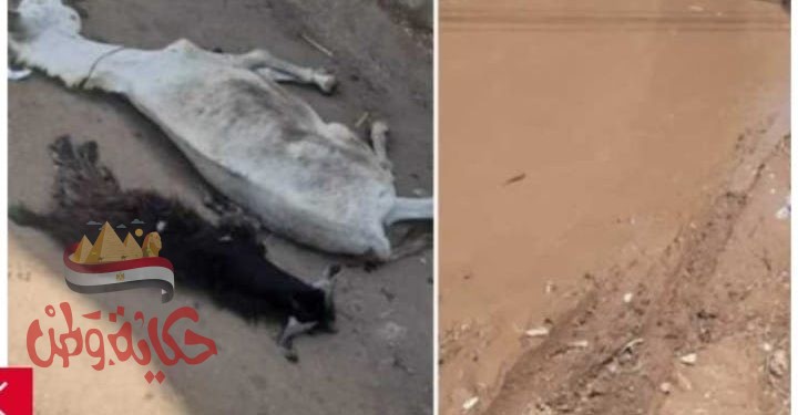 مياه الأمطار تصعق الحيوانات في محافظة قنا والأهالي يستغيثون