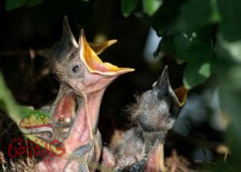 ارحمو من في الأرض