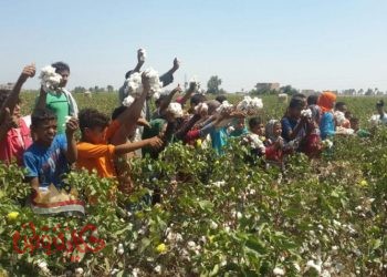 انطلاق المنظومة الجديدة لتداول القطن بالشرقية والبحيرة اليوم