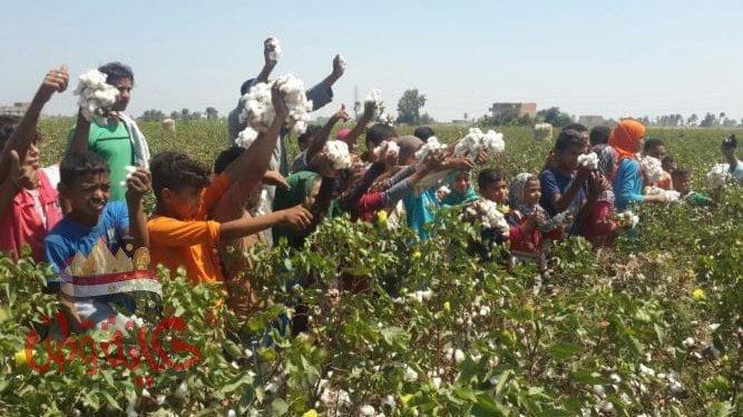 انطلاق المنظومة الجديدة لتداول القطن بالشرقية والبحيرة اليوم