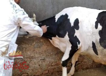 تحصين ٣٢٤ رأس ماشية ضد مرض الحمى القلاعية وحمى الوادى المتصدع بمركز ومدينة المحمودية