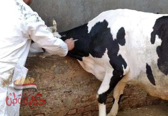 تحصين ٣٢٤ رأس ماشية ضد مرض الحمى القلاعية وحمى الوادى المتصدع بمركز ومدينة المحمودية