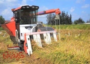 بشرة خير:ارتفاع معدل انتاجيه الفدان مع بداية حصاد الارز 