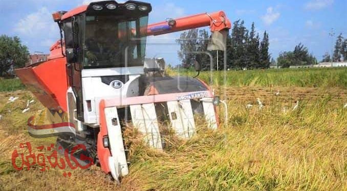 بشرة خير:ارتفاع معدل انتاجيه الفدان مع بداية حصاد الارز 