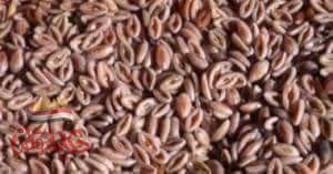 فوائد بذور القاطونة ::….  عشبه القطونه او الاسبغول ..