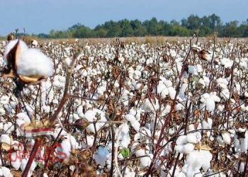 «الإخلاص» تفوز بأول مزاد علني لأقطان الوجه البحري بسعر 2085 جنيها للقنطار