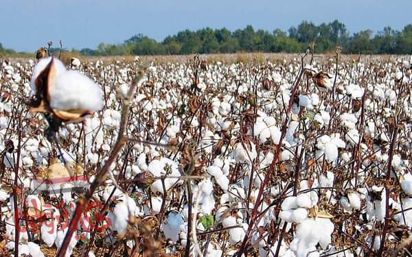 «الإخلاص» تفوز بأول مزاد علني لأقطان الوجه البحري بسعر 2085 جنيها للقنطار