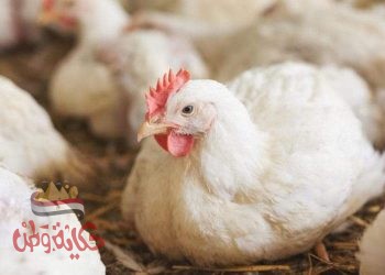 أسعار الدواجن من المزرعة الى المستهلك اليوم