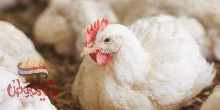 أسعار الدواجن من المزرعة الى المستهلك اليوم