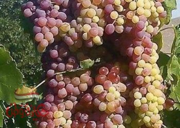 عجائب بـذور العنـب