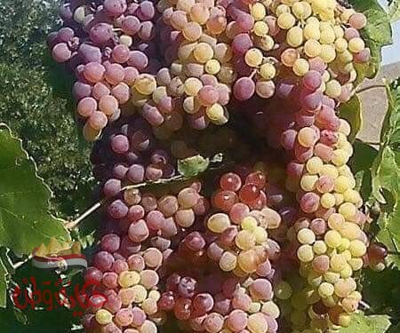 عجائب بـذور العنـب