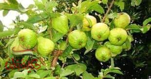 نبات الجوافة الاسم العلمي: Psidium guajava)