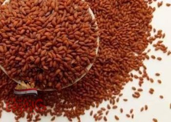 فوائد بذور (حب) الرشاد