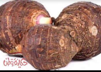 جذور القلقاس و موطنها الأصلى