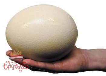 بيض النعام وفوائدة المذهلة