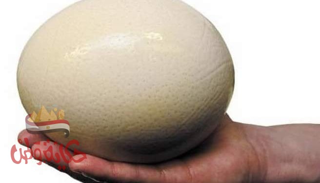 بيض النعام وفوائدة المذهلة