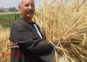 القاف القاسم المشترك بين أهم ثلاثة محاصيل فى مصر