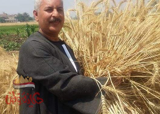 القاف القاسم المشترك بين أهم ثلاثة محاصيل فى مصر