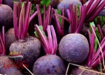 البنجر وفوائده المذهله