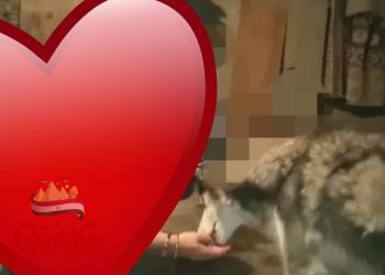 مفاجأت جديده تظهر حقيقه صاحبة الكلب ومهاجمة الطفله الصغيرة