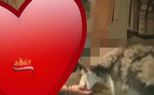 مفاجأت جديده تظهر حقيقه صاحبة الكلب ومهاجمة الطفله الصغيرة